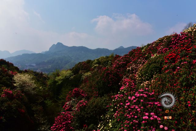 天然花园——贵州百里杜鹃