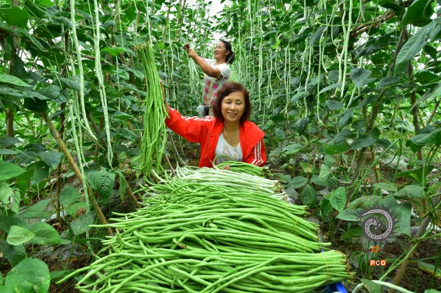 种好“菜园子”鼓起“钱袋子”