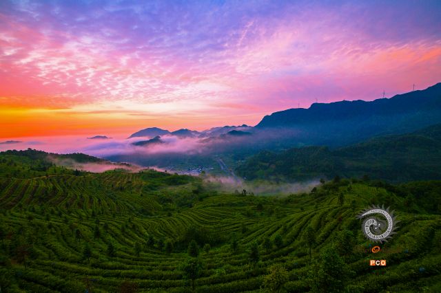 绿茶皇后，都匀毛尖