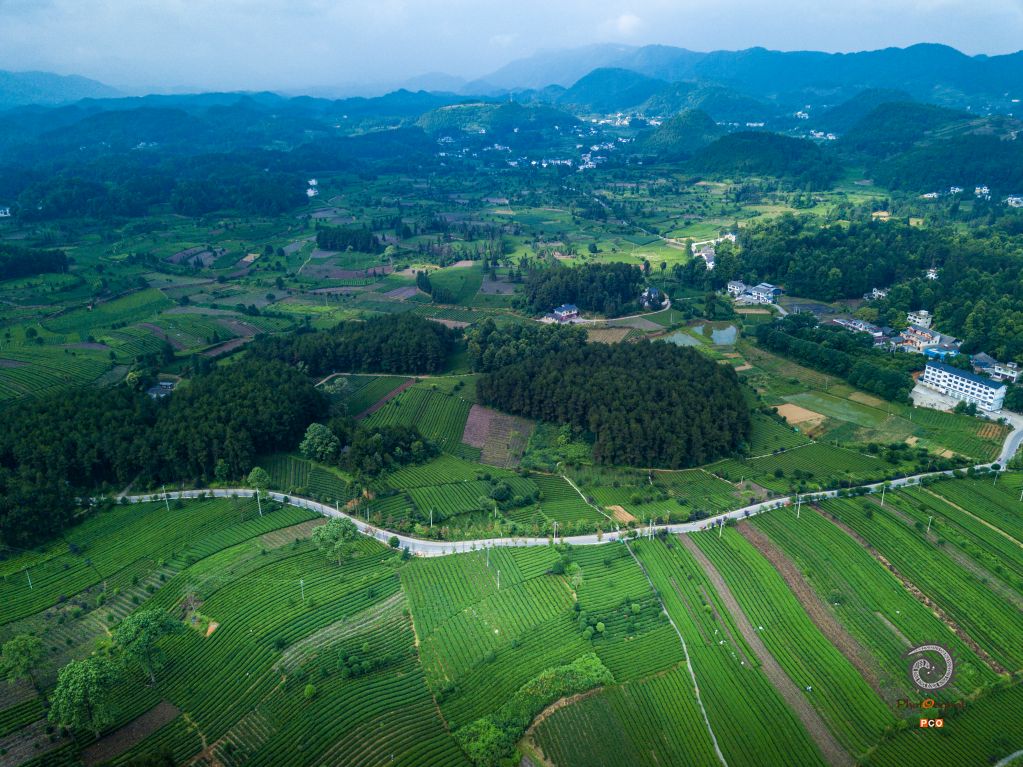 高山茶