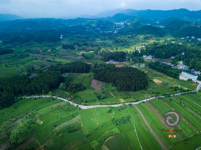 高山茶