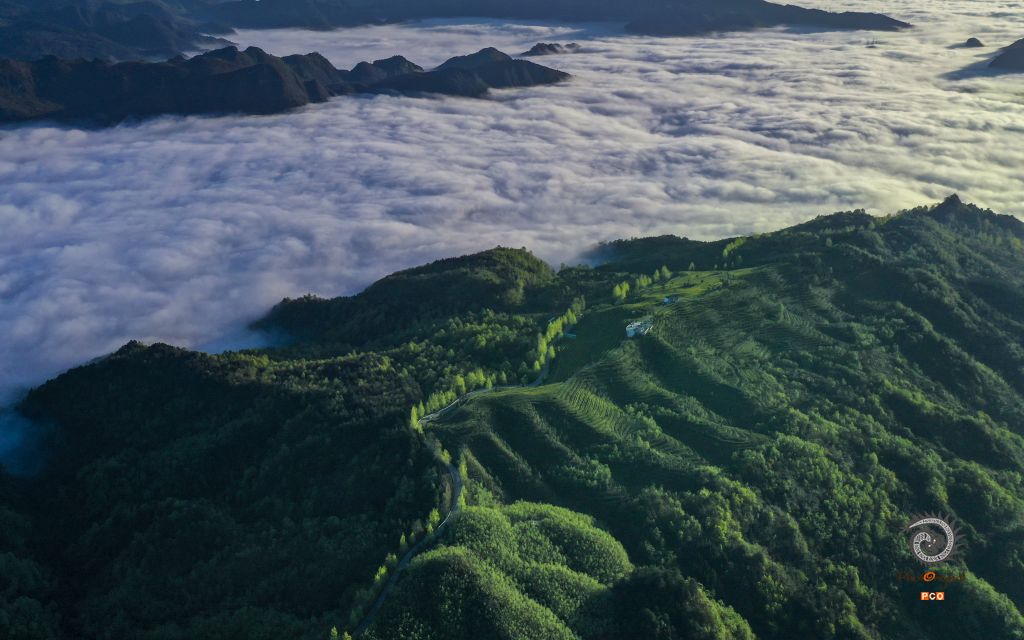 茶之韵（专业组.航拍类）