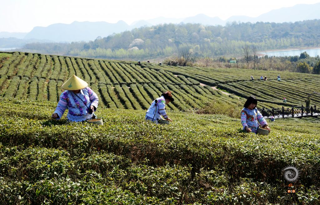 采茶