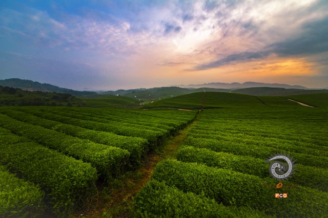 正大茶山，金山银山