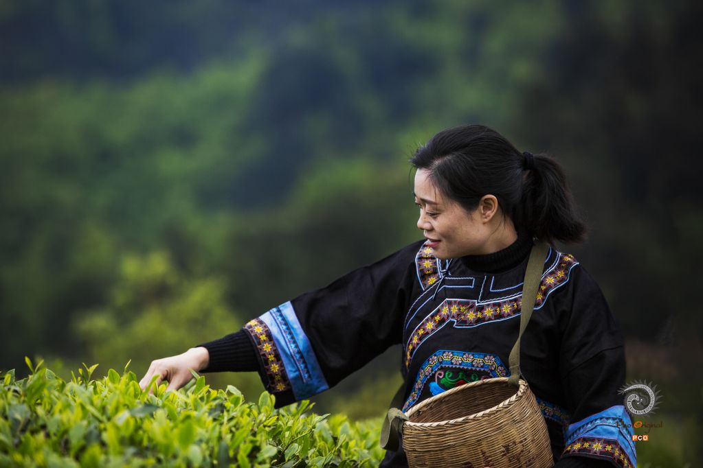 安顺茶山处处香