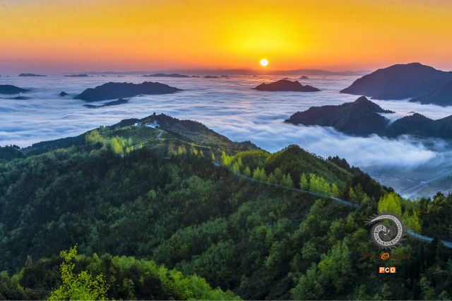 茶园日出