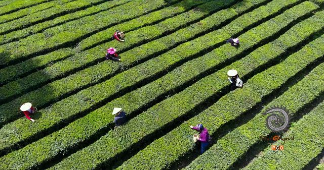 航拍贵州明前茶丰收季