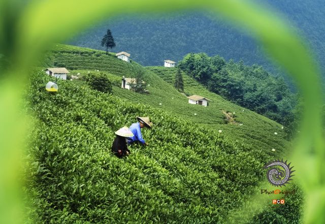 采茶