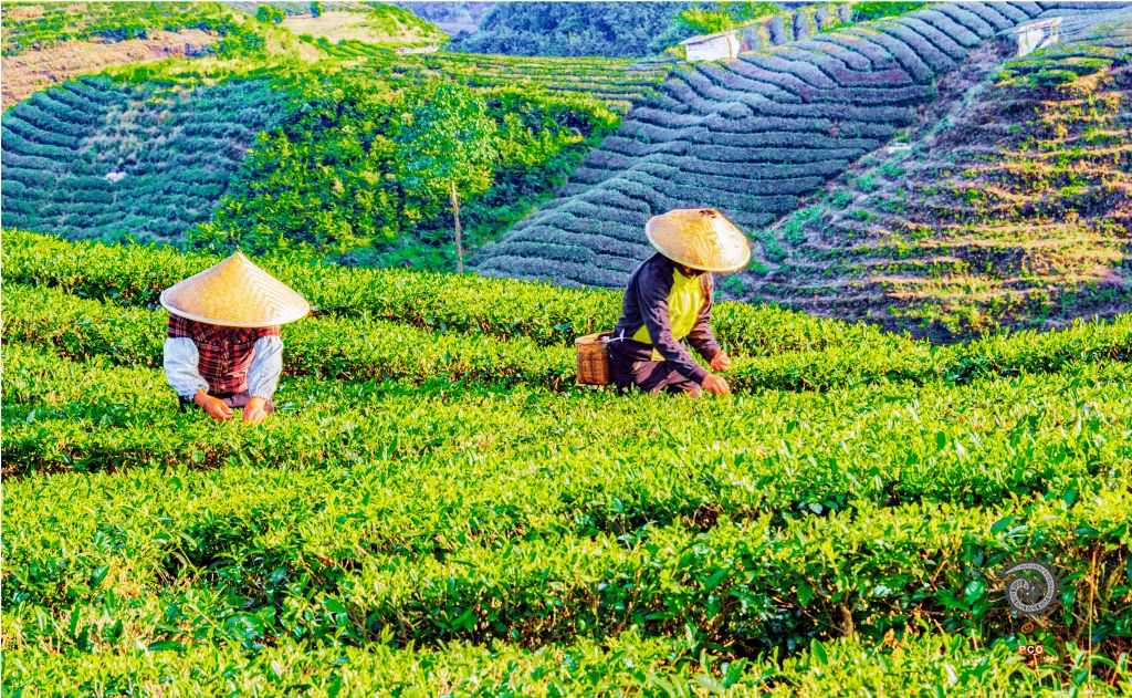 初夏时节采茶忙