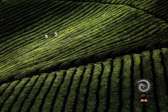 茶园韵律