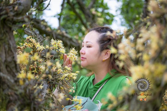 嗅花
