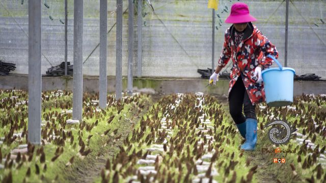 盛丰农业园羊肚菌基地