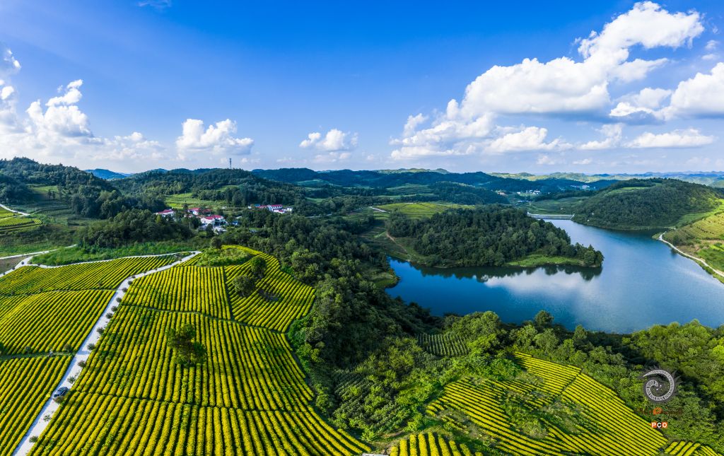 《茶园美景》