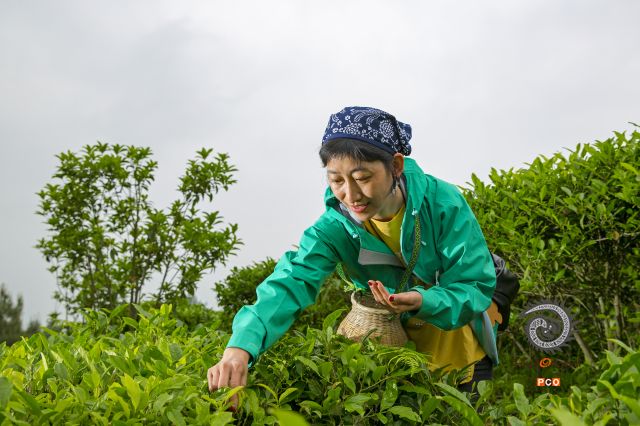 云上翠芽