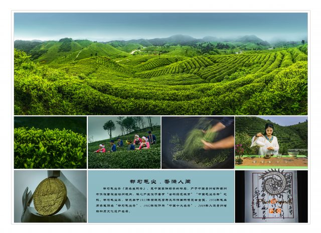 都匀毛尖 .香满人间（专业组）
