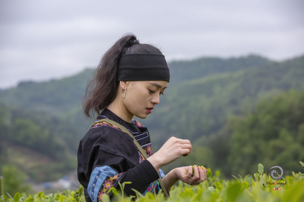 安顺茶山处处香