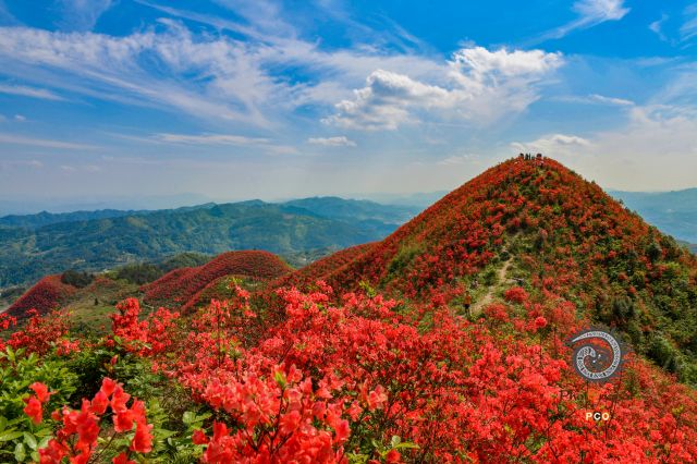 大高山万亩映山红