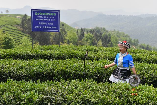 苗家女茶园直播卖茶