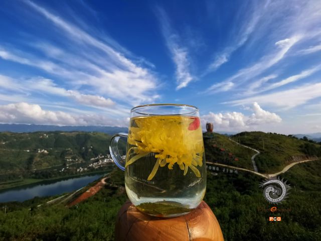 菊花茶