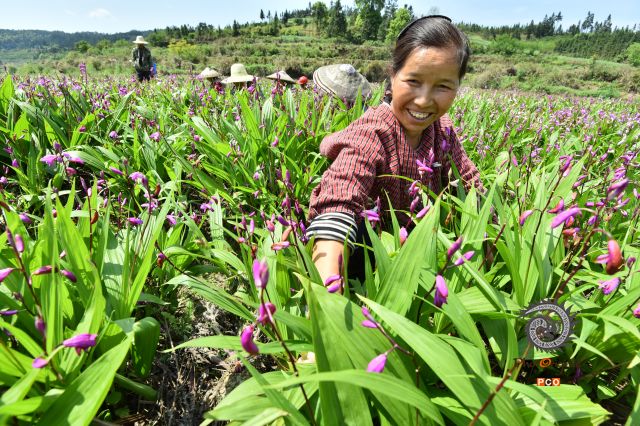 药材花开幸福来
