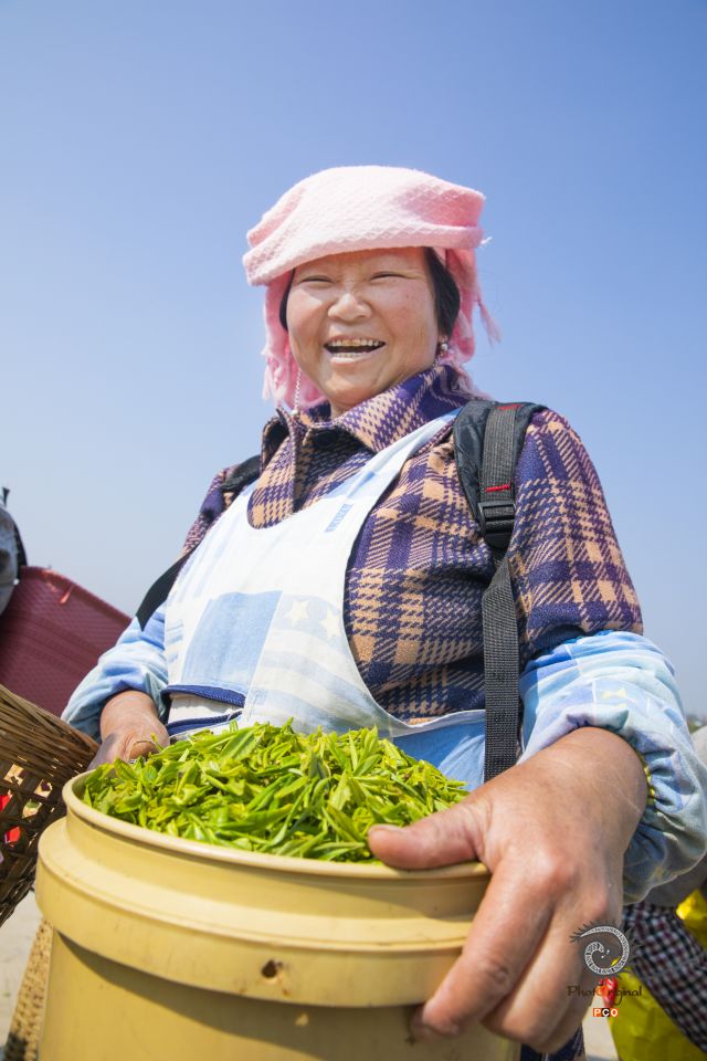 安顺茶山处处香