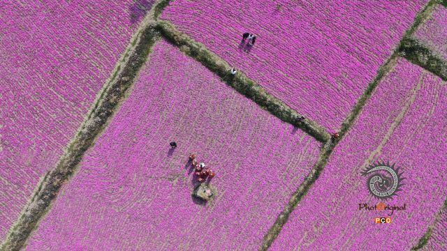多彩贵州·第十四届中国原生态国际摄影大展 · 流浪枫叶 的图集
