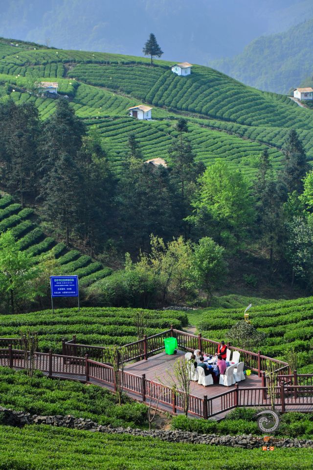 茶山品茶好惬意