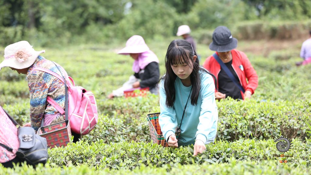 秋茶采摘正当时
