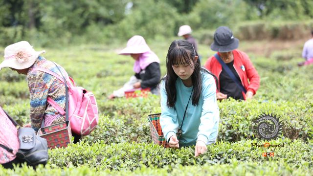 秋茶采摘正当时