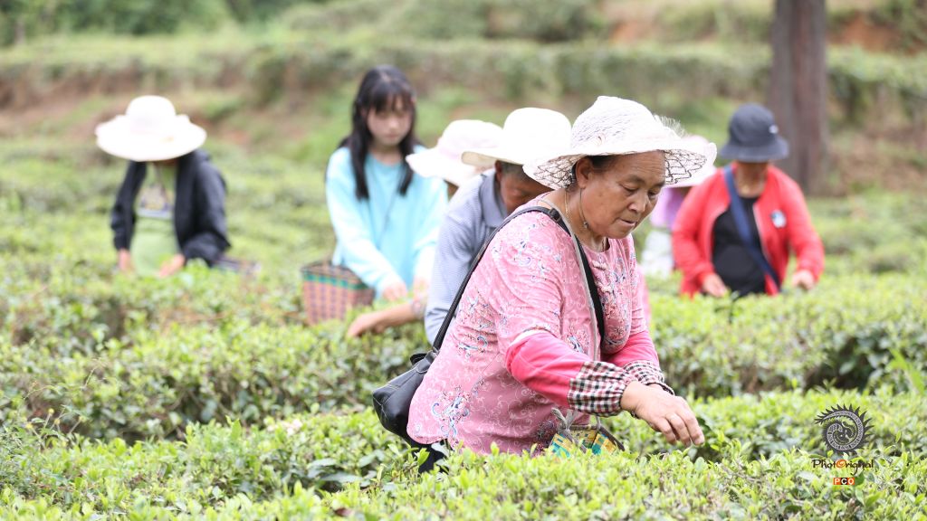 秋茶采摘正当时