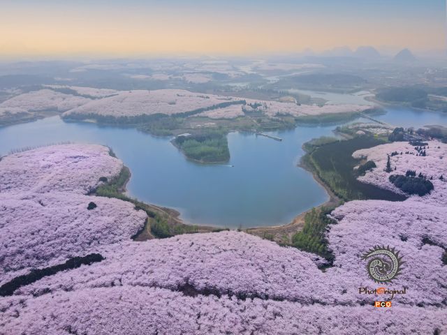平坝樱花园