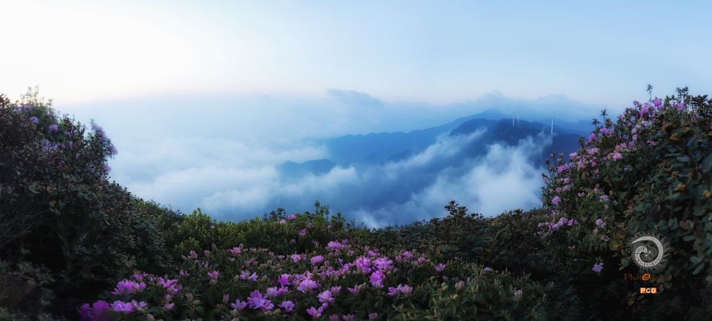 杜鹃花开