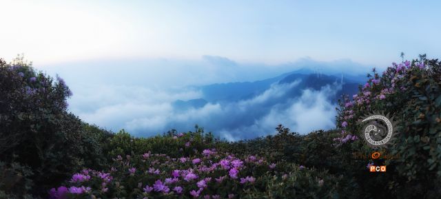 杜鹃花开