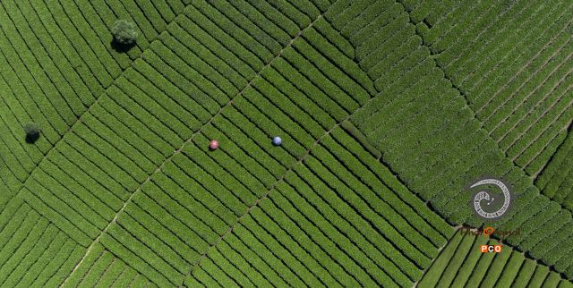 湄潭·茶园
