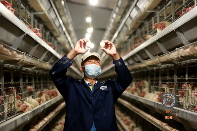 平舟镇土寨村罗曼粉蛋鸡养殖基地