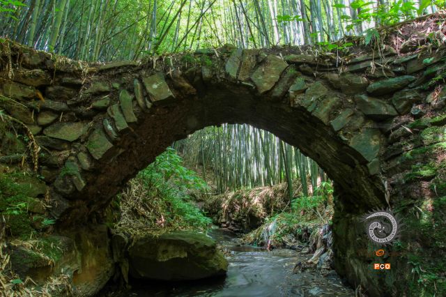 竹林里的小石桥