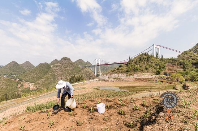 峰林桥边抗旱忙