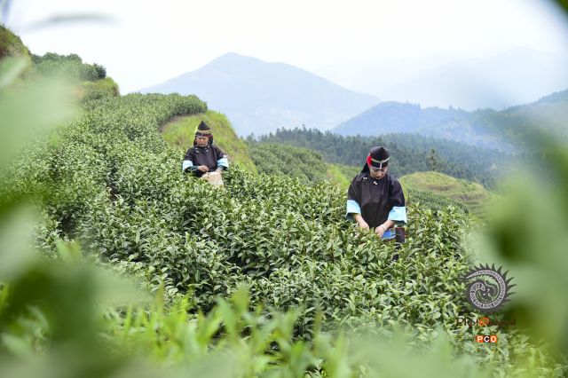 短裙苗的茶园生活
