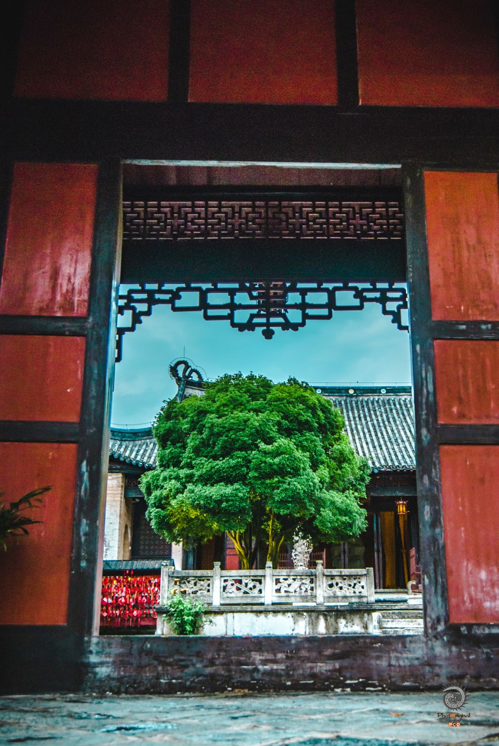 安顺府文庙拜台桂树