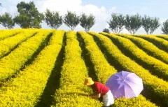 多彩贵州·第十四届中国原生态国际摄影大展 · 博一 的图集
