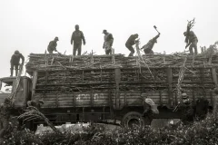《蔗田农工》