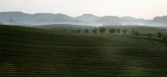 多彩贵州·第十四届中国原生态国际摄影大展 · 十八子三皮 的图集