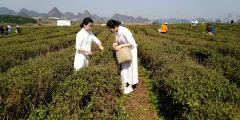 多彩贵州·第十四届中国原生态国际摄影大展 · 行摄天下 的图集