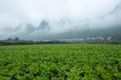 多彩贵州·第十四届中国原生态国际摄影大展 · 清风微雨 的图集