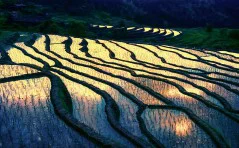 多彩贵州·第十四届中国原生态国际摄影大展 · 阳阳(苏朝阳) 的图集