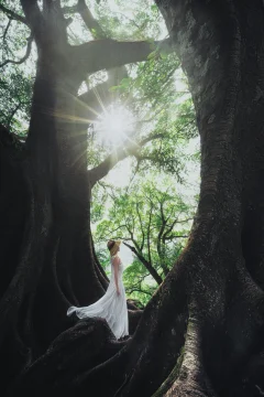 千年古榕树下的魅影