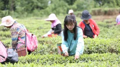 多彩贵州·第十四届中国原生态国际摄影大展 · 流浪枫叶 的图集