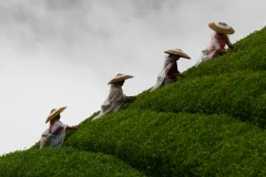 《采茶人》