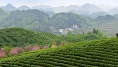 多彩贵州·第十四届中国原生态国际摄影大展 · 裴家琪 的图集