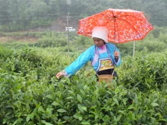 多彩贵州·第十四届中国原生态国际摄影大展 · 山民师 的图集